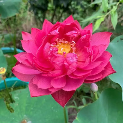 Last Day 50% OFF💐The Sacred Bonsai Bowl Lotus Flower(pack of 2)