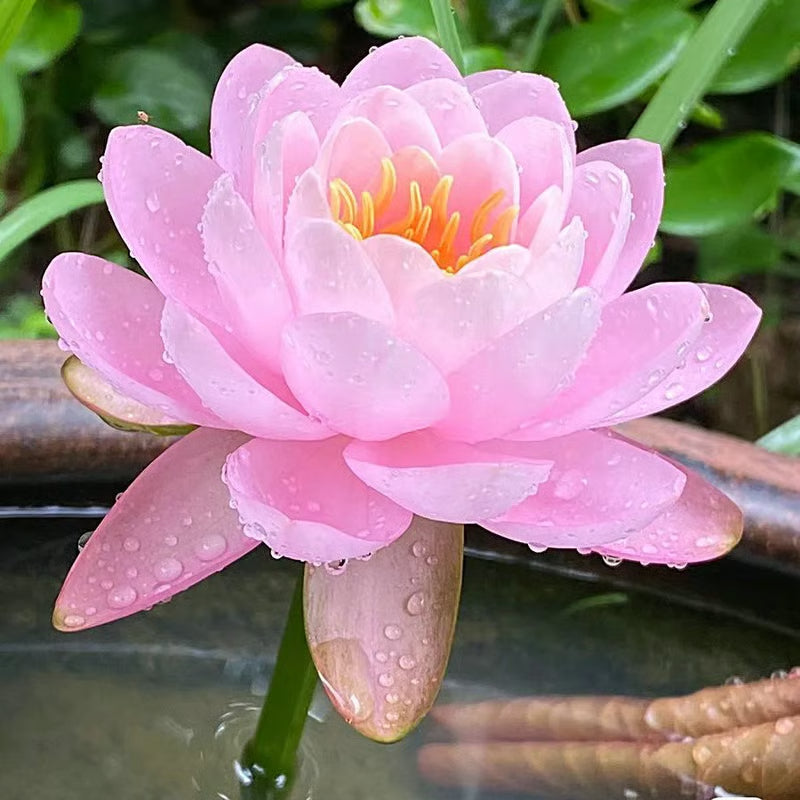 Last Day 50% OFF💐The Sacred Bonsai Bowl Lotus Flower(pack of 2)