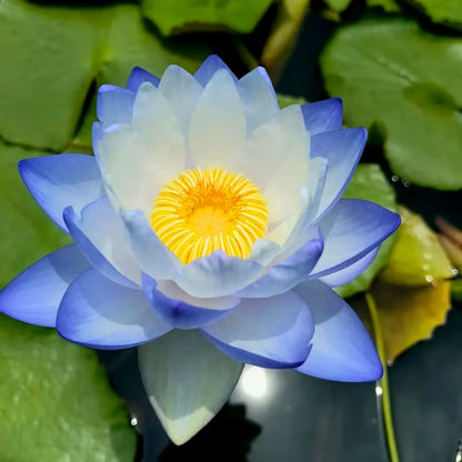 Last Day 50% OFF💐The Sacred Bonsai Bowl Lotus Flower(pack of 2)