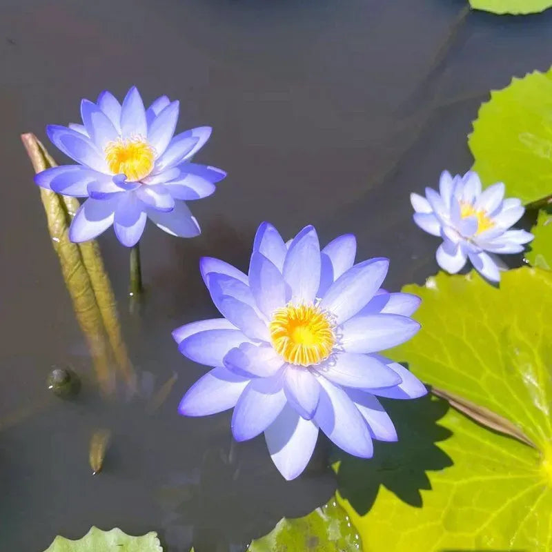 Last Day 50% OFF💐The Sacred Bonsai Bowl Lotus Flower(pack of 2)