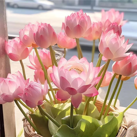 Last Day 50% OFF💐The Sacred Bonsai Bowl Lotus Flower(pack of 2)