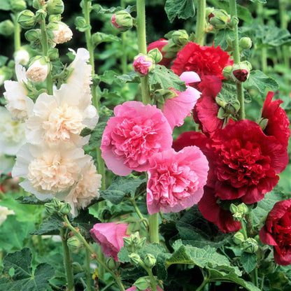 Rare Imported Double Hollyhock Flower Seeds