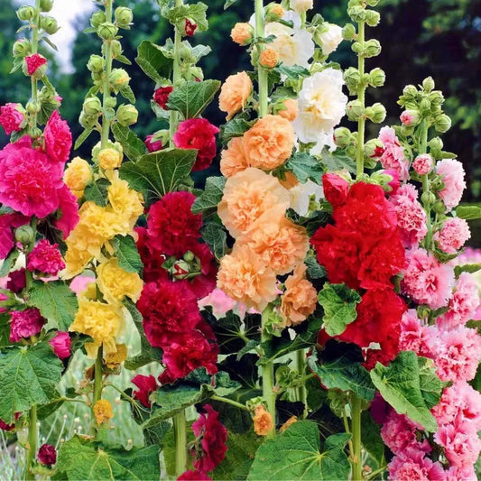 Rare Imported Double Hollyhock Flower Seeds