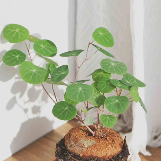 Stephania Erecta Plant (Pack of 2)