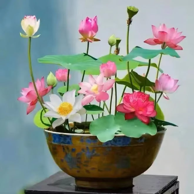 Last Day 50% OFF💐The Sacred Bonsai Bowl Lotus Flower(pack of 2)
