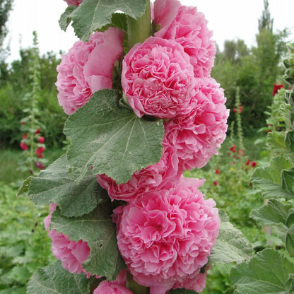 Rare Imported Double Hollyhock Flower Seeds