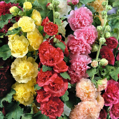 Rare Imported Double Hollyhock Flower Seeds
