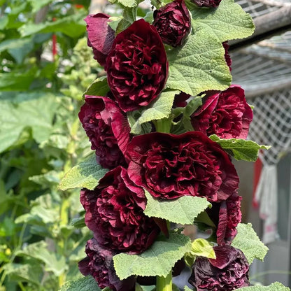 Rare Imported Double Hollyhock Flower Seeds