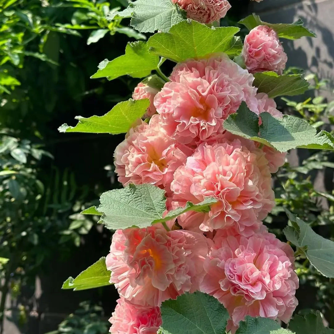Rare Imported Double Hollyhock Flower Seeds
