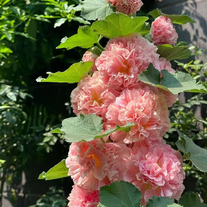 Rare Imported Double Hollyhock Flower Seeds